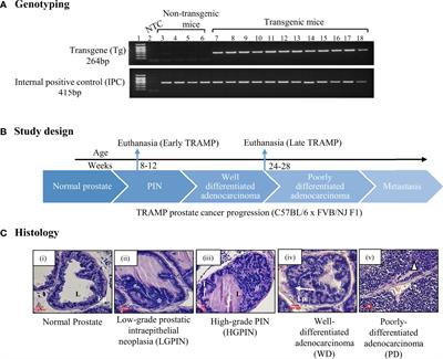 Immunomodulatory Role of Surfactant Protein-D in a Transgenic Adenocarcinoma of Mouse Prostate (TRAMP) Model